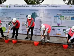 Terobosan Kuat PTPN IV PalmCo, Hilirisasi Ayam Perkuat MBG