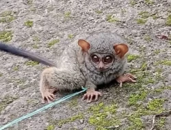 Viral Hewan Langka Tarsius di Kindang Bulukumba