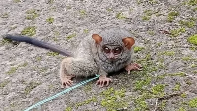 Hewan langka diduga di KIndang. Foto Ist