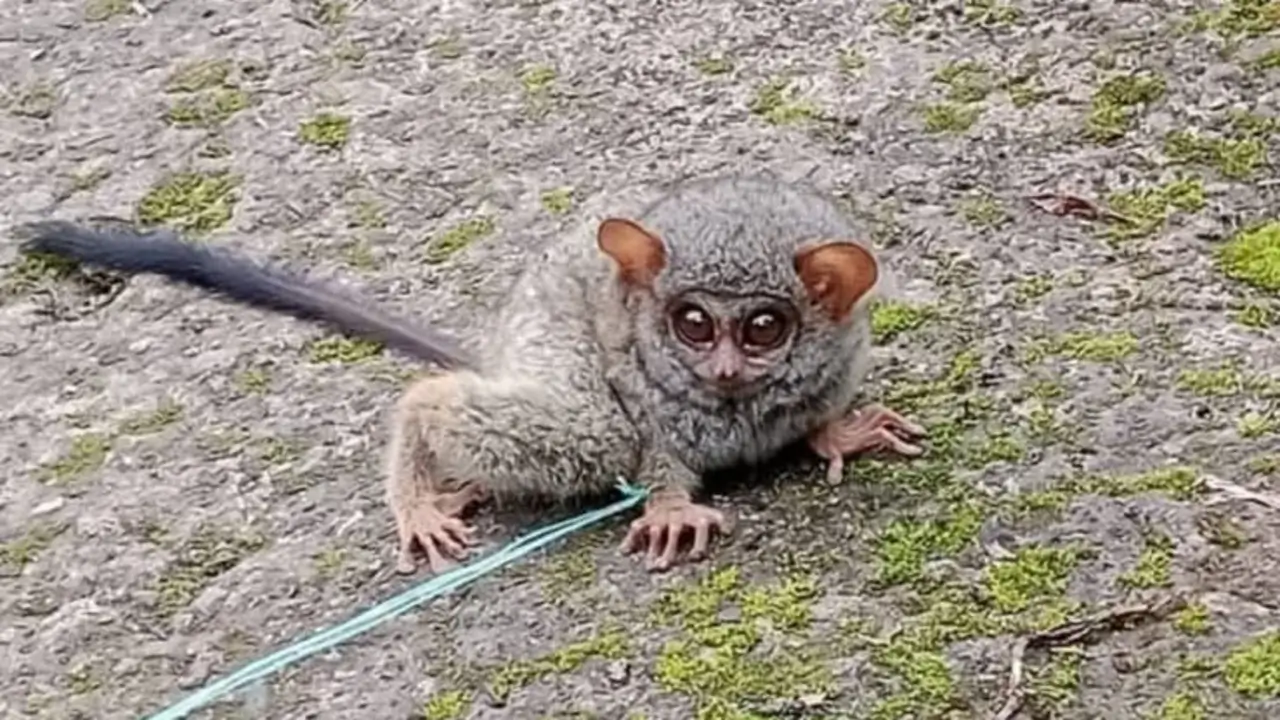 Hewan langka diduga di KIndang. Foto Ist