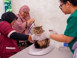 Tergigit Hewan Berisiko Rabies? Jangan Menunggu Gejala, Lakukan Ini Segera
