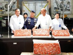 Ratusan Ton Udang Impor Bocor ke Pasar Lokal, KKP Turun Tangan