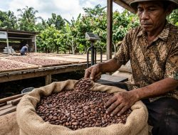 Petani Kendari Bernapas Lega, Harga Kakao Bertahan Kokoh di Rp55.000